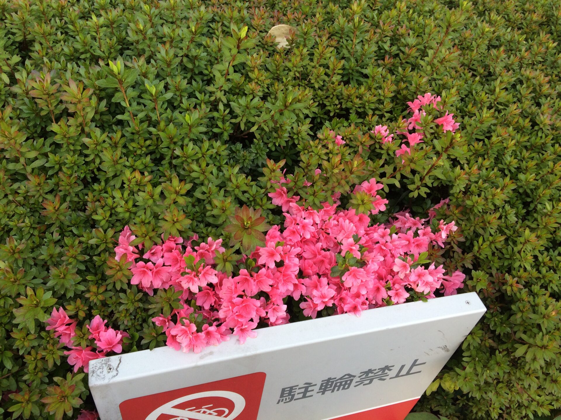 꽃이 만발해 있어요 東京上野の韓国語レッスンゆんみのブログ