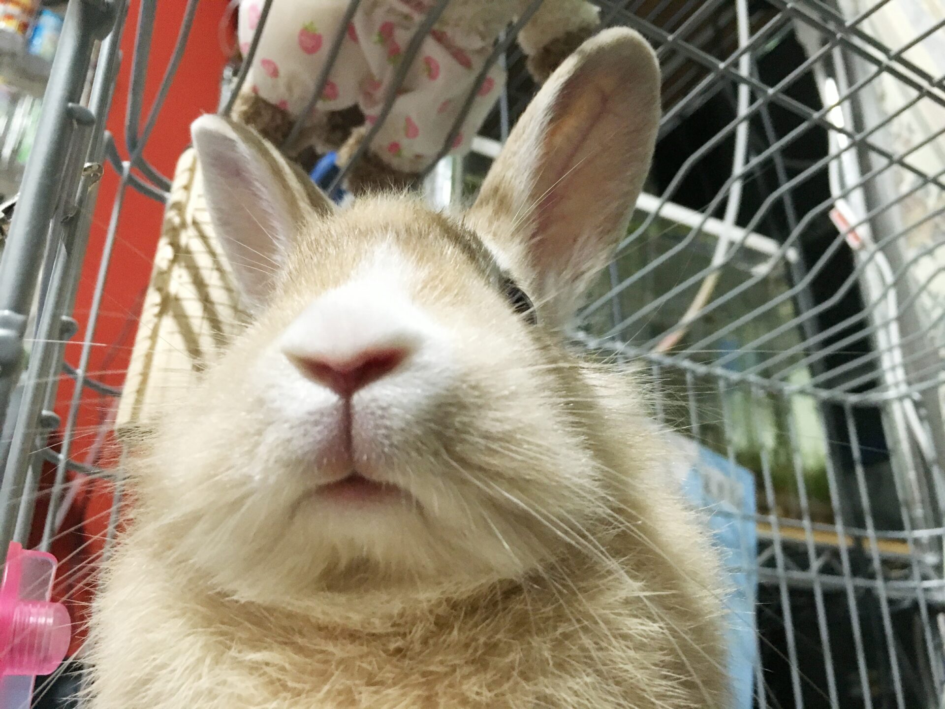 実はウサギを飼っています。???? | 東京上野の韓国語レッスンゆんみのブログ